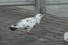 Columba livia domestica
