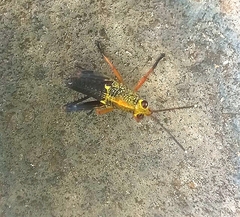 Cibotopteryx