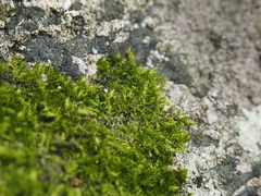 Sematophyllaceae