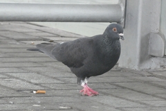 Columba livia domestica