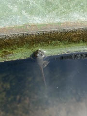 Hoplobatrachus chinensis