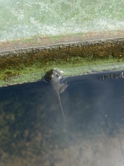 Hoplobatrachus chinensis