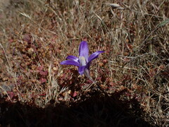 Brodiaea coronaria