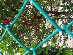 Phaleria macrocarpa