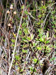 Hypericum brachyphyllum