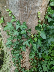 Hedera helix