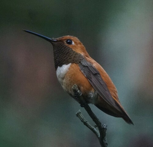 Rufous Hummingbird photographed in Georgia