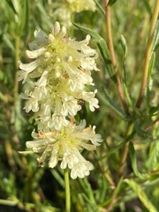 Penstemon confertus