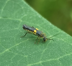 Trypherus frisoni