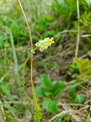 Tofieldia pusilla
