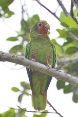 Amazona leucocephala