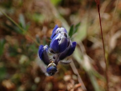 Lupinus polycarpus