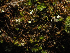 Jungermannia rubra