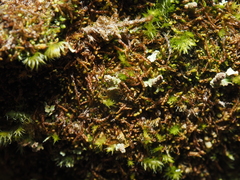 Jungermannia rubra
