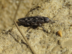 Chalcophora virginiensis