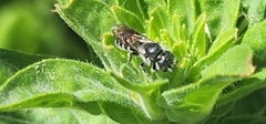 Megachile campanulae
