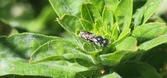 Megachile campanulae