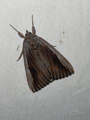 Catocala herodias gerhardi