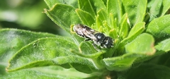 Megachile campanulae