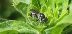 Megachile campanulae