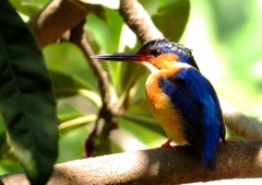 Corythornis vintsioides