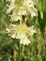Penstemon confertus