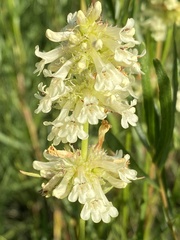 Penstemon confertus