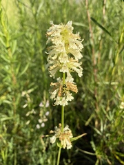 Penstemon confertus