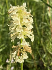 Penstemon confertus