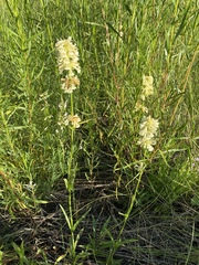 Penstemon confertus