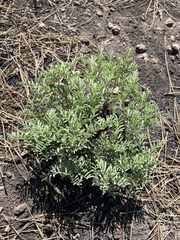 Astragalus californicus