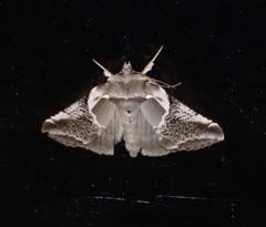Habrosyne scripta