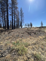 Astragalus californicus