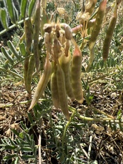 Astragalus californicus