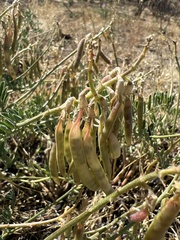 Astragalus californicus