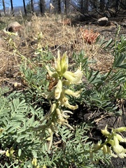 Astragalus californicus