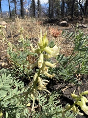 Astragalus californicus