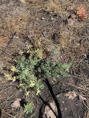 Astragalus californicus