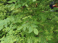 Vaccinium alaskaense