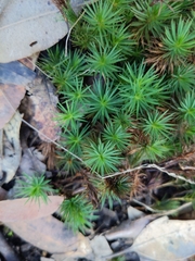 Dawsonia superba