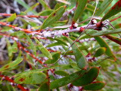 Hakea erecta