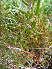 Hakea erecta
