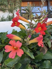 Amphilophium buccinatorium