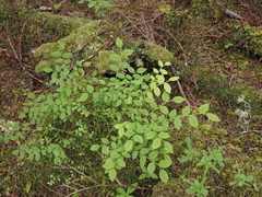 Vaccinium alaskaense