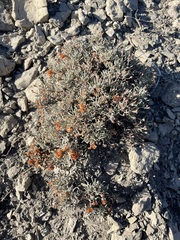 Eriogonum bicolor