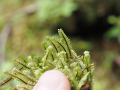 Macrodiplophyllum rubrum