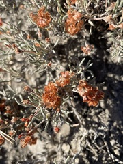Eriogonum bicolor