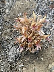 Aphyllon corymbosum