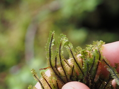 Macrodiplophyllum rubrum