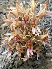 Aphyllon corymbosum